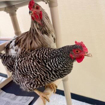 MILO-Stray-chicken1 -  Chicken Bird for Adoption in Richmond, California - MILO-Stray-chicken1 | PetCurious
