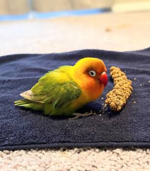 Lovebird Birds Available for Adoption - Greta | PetCurious