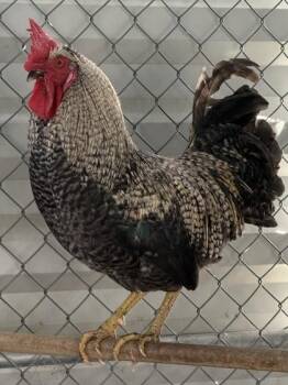 Mr. Knowitall -  Chicken Bird for Adoption in Roseville, California - Mr. Knowitall | PetCurious