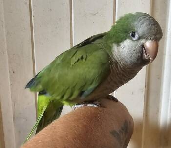 Dottie -  Parrot Bird Available for Adoption in Dallas, Texas - Dottie | PetCurious