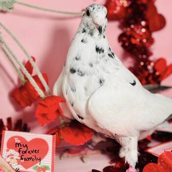 Pigeon Birds Available for Adoption - Rygsovende *Local Midwest Adoption Only* | PetCurious