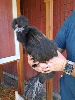 CHICKEN -  Chicken Bird for Adoption in Colorado Springs, Colorado - CHICKEN | PetCurious