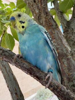 Rufus -  Budgie Budgerigar Bird for Adoption in Pasco, Washington - Rufus | PetCurious