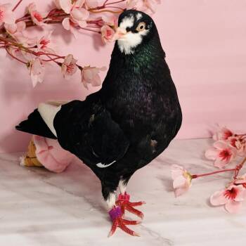 Halsey -  Pigeon Bird for Adoption in Chicago, Illinois - Halsey | PetCurious