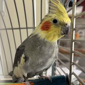 Cockatiel Birds Available for Adoption in Alexander, North Carolina - Sidney | PetCurious
