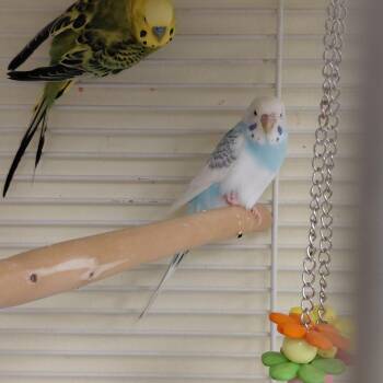 Parakeet Birds Available for Adoption - 08 | PetCurious