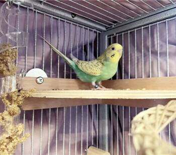ZEPHYR -  Parakeet Bird for Adoption in Brentwood, Missouri - ZEPHYR | PetCurious