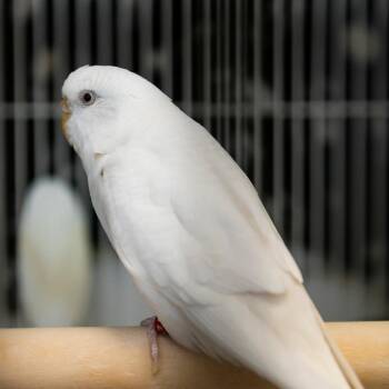 Sophie -  Parakeet Bird for Adoption in Middletown, Rhode Island - Sophie | PetCurious