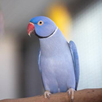 Parakeet Birds Available for Adoption in Kanab, Utah - Desmond | PetCurious
