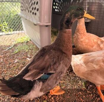 Sam -  Duck Bird for Adoption in Golden, Colorado - Sam | PetCurious
