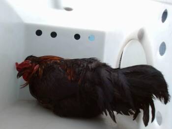 HEI HEI -  Chicken Bird for Adoption in Albuquerque, New Mexico - HEI HEI | PetCurious