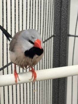 Russet -  Finch Bird for Adoption in New Hope, Pennsylvania - Russet | PetCurious