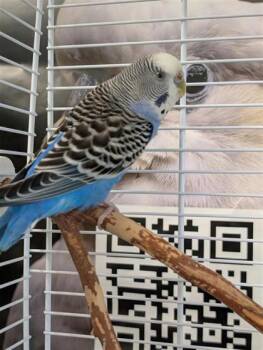 Abricot -  Parakeet Bird for Adoption in Montreal, Quebec - Abricot | PetCurious