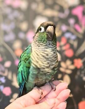 Conure Birds Available for Adoption - Maui | PetCurious