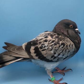 String Bean -  Pigeon Bird for Adoption in Chicago, Illinois - String Bean | PetCurious