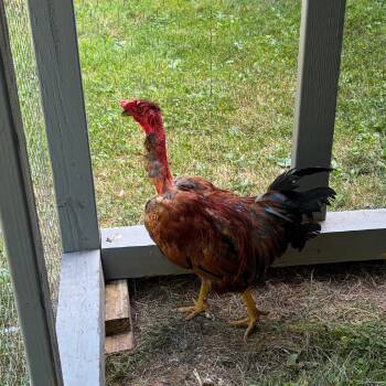 Rocket -  Chicken Bird for Adoption in Hampton Bays, New York - Rocket | PetCurious