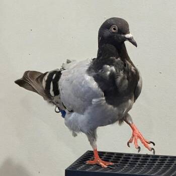 Shiva -  Pigeon Bird for Adoption in Chicago, Illinois - Shiva | PetCurious