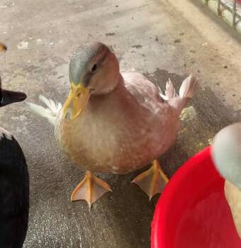 CILANTRO -  Duck Bird Available for Adoption in Union, Missouri - CILANTRO | PetCurious