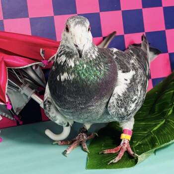 Juniper -  Pigeon Bird for Adoption in Chicago, Illinois - Juniper | PetCurious
