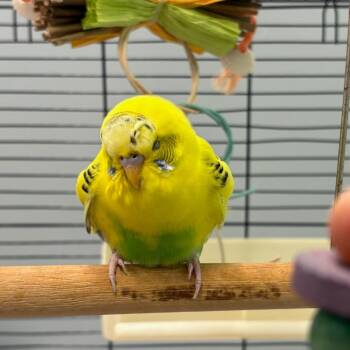 Balthazar Destroyer of Worlds -  Parakeet Bird for Adoption in Dekalb, Illinois - Balthazar Destroyer Of Worlds | PetCurious