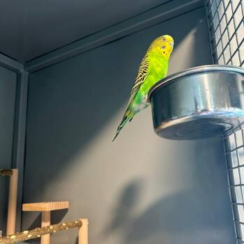 Parakeet Birds Available for Adoption - Pineapple M11144 | PetCurious