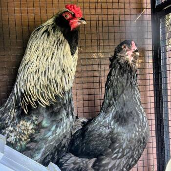 Herbert -  Chicken Bird for Adoption in Fairport, New York - Herbert | PetCurious