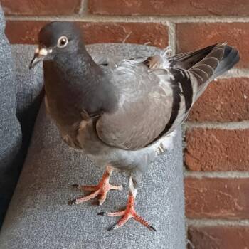 Nera -  Pigeon Bird for Adoption in Chicago, Illinois - Nera | PetCurious