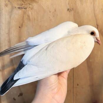Manchas -  Pigeon Bird for Adoption in Chicago, Illinois - Manchas | PetCurious