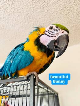 Macaw Birds Available for Adoption in Wilsall, Montana - Bunny | PetCurious