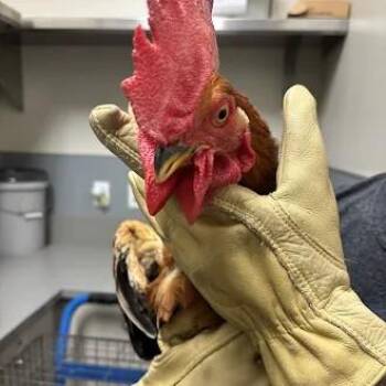 RONALD -  Chicken Bird for Adoption in Las Vegas, Nevada - RONALD | PetCurious