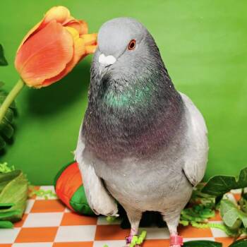 Pigeon Birds Available for Adoption - Figuero Four Toes | PetCurious