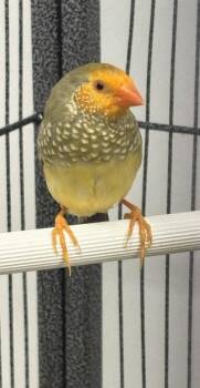 Twinkle -  Finch Bird for Adoption in New Hope, Pennsylvania - Twinkle | PetCurious