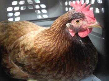 REBOCKA -  Chicken Bird Available for Adoption in Omaha, Nebraska - REBOCKA | PetCurious