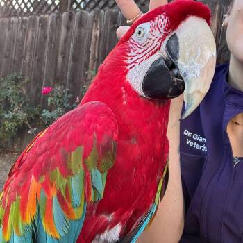 Macaw Birds Available for Adoption in San Diego, California - Joker | PetCurious