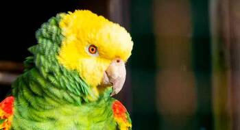 Ms. Hawkeye - 27 YO F DYHA For Men Only -  Amazon Bird for Adoption in Vancouver, Washington - Ms. Hawkeye - 27 YO F DYHA For Men Only | PetCurious