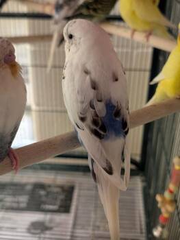 Budgie Budgerigar Birds Available for Adoption in Fairfax, Virginia - Selkie | PetCurious