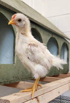 Featherton -  Chicken Bird for Adoption in Fairfax, Virginia - Featherton | PetCurious