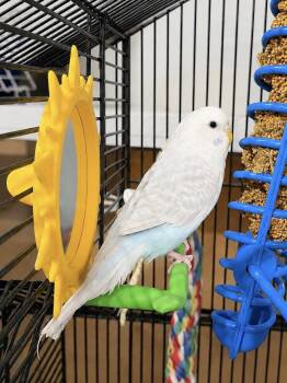 Breezy -  Budgie Budgerigar Bird for Adoption in Marshfield, Wisconsin - Breezy | PetCurious