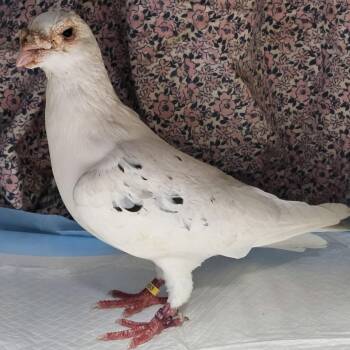 Paczki (local Midwest adoption only) -  Pigeon Bird for Adoption in Chicago, Illinois - Paczki (local Midwest Adoption Only) | PetCurious