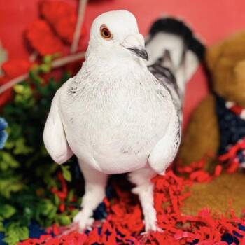 Yarisa -  Pigeon Bird for Adoption in Chicago, Illinois - Yarisa | PetCurious