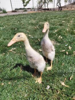 Duck Birds Available for Adoption in Eagle Mountain, Utah - Dumpling / Momo | PetCurious