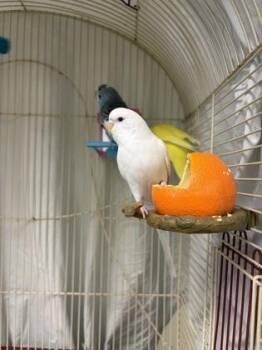 Toadette -  Parakeet Bird for Adoption in Lowell, Massachusetts - Toadette | PetCurious