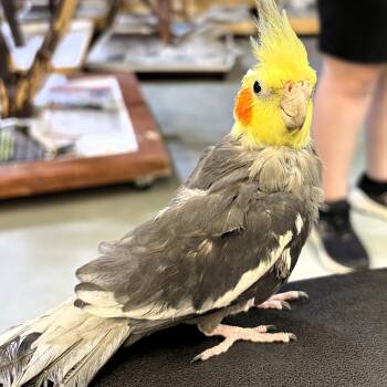Cockatiel Birds Available for Adoption in Lenexa, Kansas - Baldy | PetCurious