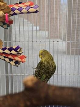 Budgie Budgerigar Birds Available for Adoption - Lumia | PetCurious