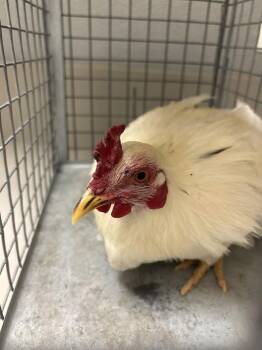 Chicken Birds Available for Adoption in Las Vegas, Nevada - NUGGET | PetCurious