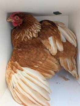 Chicken Birds Available for Adoption in Ontario, California - A008388 | PetCurious