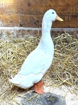 Duck Birds Available for Adoption in Dedham, Massachusetts - A299420 | PetCurious