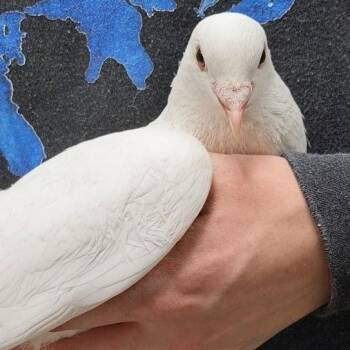 Makita -  Pigeon Bird for Adoption in Chicago, Illinois - Makita | PetCurious