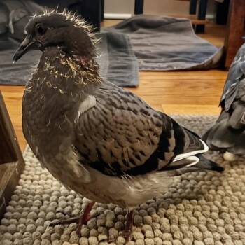 Farro -  Pigeon Bird for Adoption in Chicago, Illinois - Farro | PetCurious