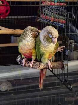 Ivy and Guac (Anchorage) -  Conure Bird for Adoption in Anchorage, Alaska - Ivy And Guac (Anchorage) | PetCurious